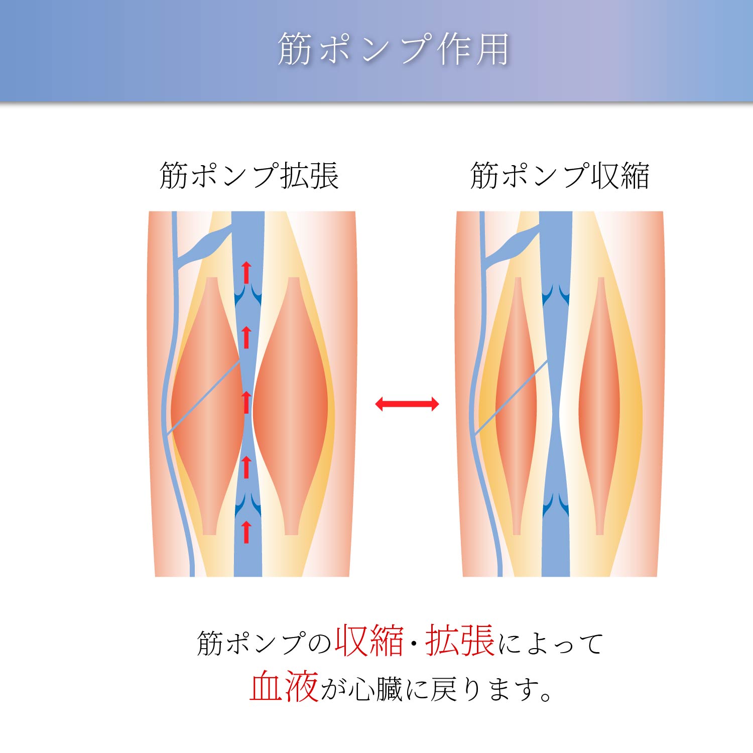 着圧ソックス